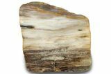 Polished Petrified Wood Slab - Washington #300171-2